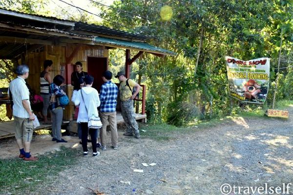 коли можна побачити раффлезію