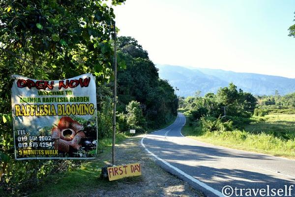 раффлезія де росте картинка