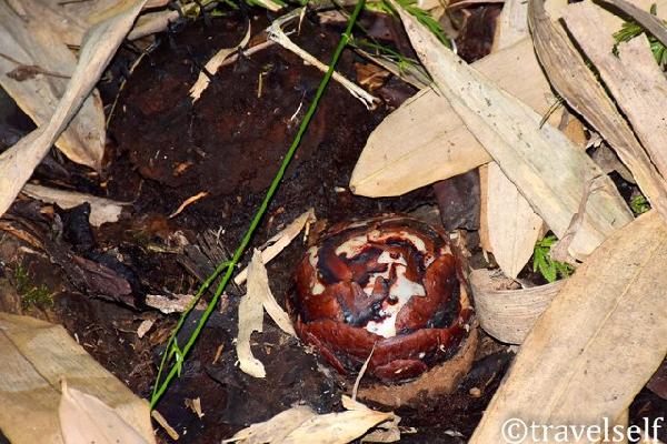 розмноження фото