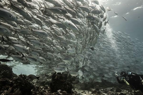 Unique hoto dive sites: Tetiana Tarasenko