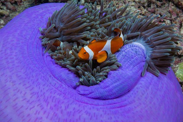 Underwater world Photo: Tetiana Tarasenko