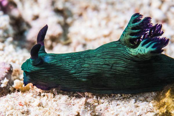 Underwater world Photo: Tetiana Tarasenko