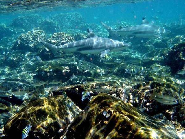 Diving in the Indian Ocean