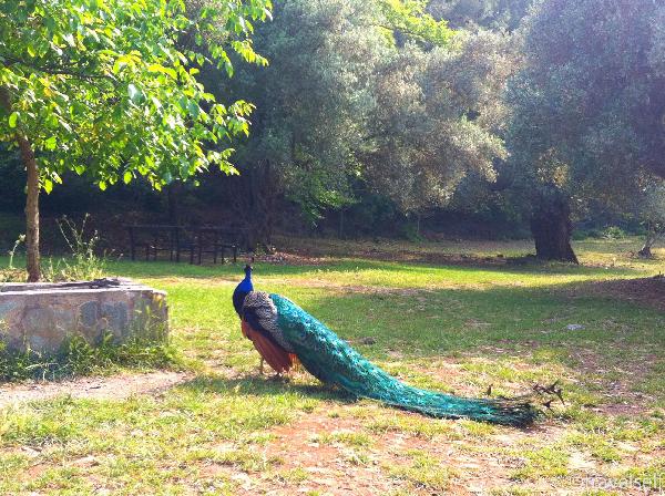 достопримечательности Родос что посмотреть церковь Св.Николая